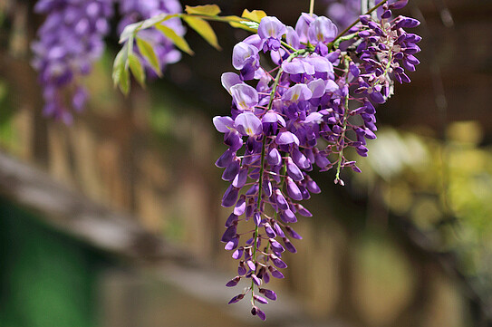 紫藤花