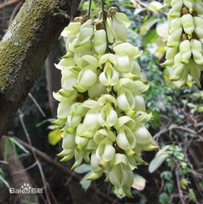 白花油麻藤，俗称禾雀花