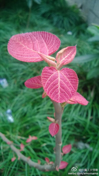 山麻杆，大戟科山麻杆属。大戟科很多植物都会变色。山麻杆最漂亮的时候就是新叶出来这几天，鲜红的，转绿就普通了。