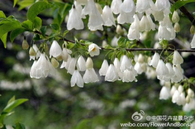 北美银钟花（Halesia Carolina），安息香科银钟花属，是原产美国东南部的林下灌木或小乔木。每年4月份先叶开花，花朵下垂，好像挂了一树白色的铃铛。