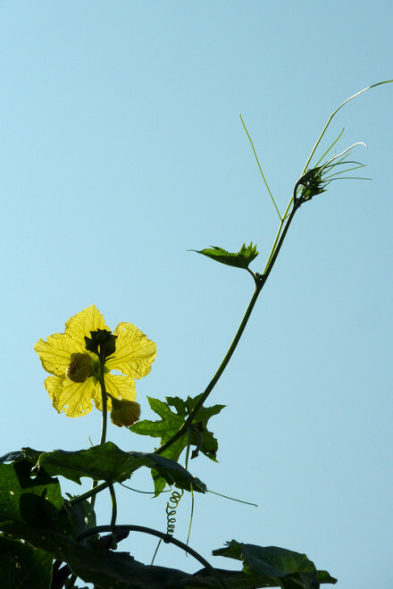 【丝瓜花】丝瓜花是夏日里最明亮的花朵。没有丝瓜花的夏天，会不那么完美。就像没有虫鸣的秋夜一样。很久以前就幻想：如果我有一个院子，会扎一排竹篱笆，然后在篱笆下种丝瓜。清晨午后，就坐在门槛上，或者院子里的树荫下，什么也不做，就看丝瓜花爬满我的竹篱笆……