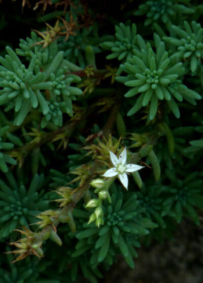 薄雪万年草