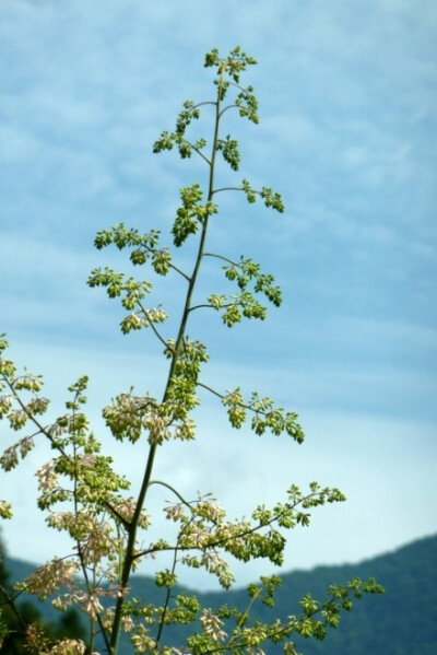 博落回，生江南山谷。茎叶如萆麻，茎中空，吹作声如博落回。——《本草纲目拾遗》