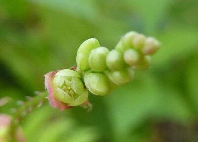 【杠板归的花】发了杠板归果实才想起没见过它的花。傍晚，踏着夕阳去田野里找杠板归。在一大片杠板归丛中一棵棵找过去，不时被它的小刺咬一口，或者拉住了我的裙裾不让我走。来来回回找了一个多小时，终于被我发现一…