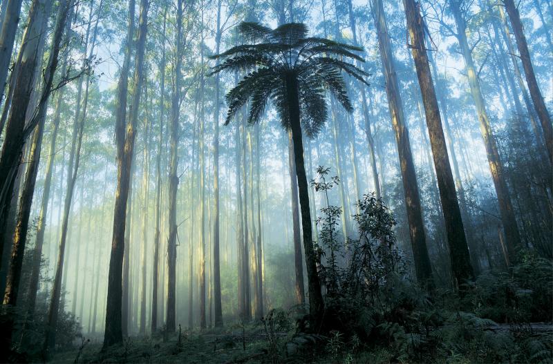 Dandenong Rainforest, MElbourne, Australia