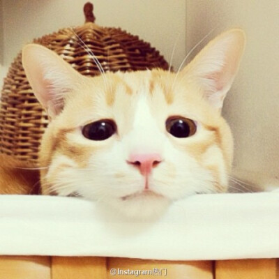 这只名叫comugi的短尾猫在日本超有人气，天然呆的长相配上暖暖的色调，使画面的温馨感倍增。圆圆的眼睛加之无辜的眼神，好乖好想去抱抱。ig: tomochunba
