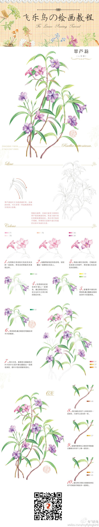 【手绘——翠芦莉】