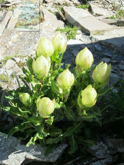 苞叶雪莲 属于菊科的风毛菊属的多年生草本植物， 又名苞叶风毛菊