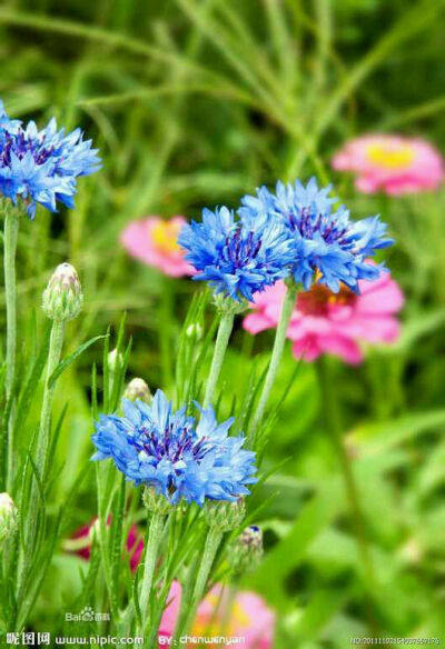 矢车菊 属菊科矢车菊属的一年生或二年生草本植物， 又名:蓝芙蓉、翠兰、荔枝菊 经过人们多年的培育，，花朵变大了，颜色也丰富了很多， 有紫、蓝、浅红、白色等品种，其中紫、蓝色最为名贵。 它还是德国的国花哦， …