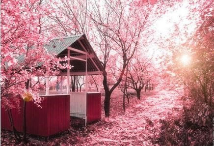 「日本」 亲爱的、四月份的时候、就陪我去日本看樱花吧。 一朵樱花从绽放到凋谢只有7天。 一棵樱树花开花谢只有16天。 整个日本的花期只有50天。 即便如此、我也会觉得幸福、哪怕只能和你一起拥有花开的一瞬间。