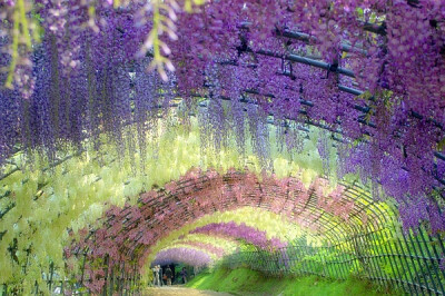 紫藤の花 日本河内藤园