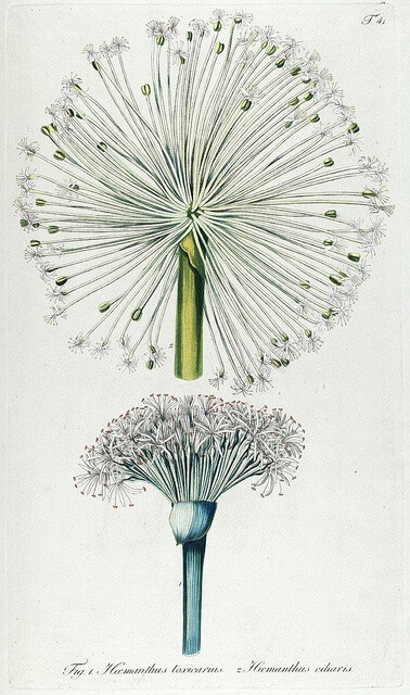 Plate 41, Fragmenta botanica, figuris coloratis illustrata. Vienna, 1809.