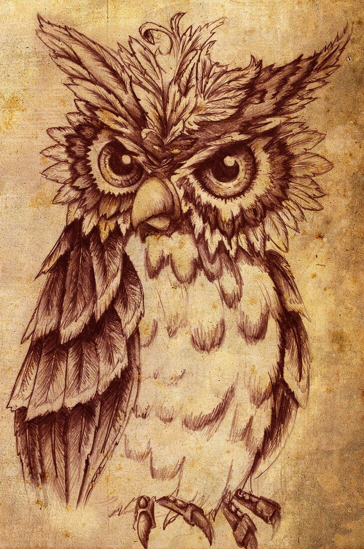 .owl sketch
