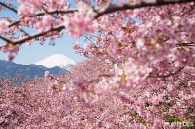 旅行,旅游,景观,日本,樱花,植物,自然,风光,城市