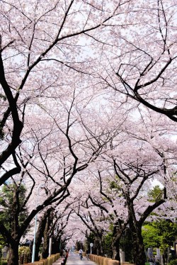 视觉,风景,风光,樱花,日本,文化,风俗