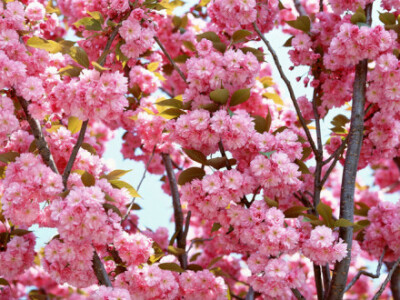 人间四月芳菲尽，山寺桃花始盛开；长恨春归无觅处，不知转入此中来