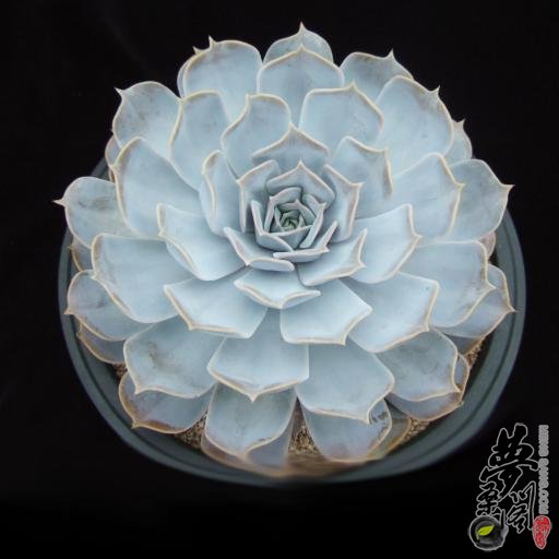 丽娜莲 Echeveria lilacina