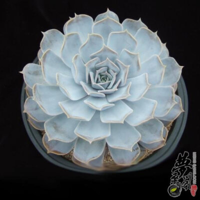 丽娜莲 Echeveria lilacina