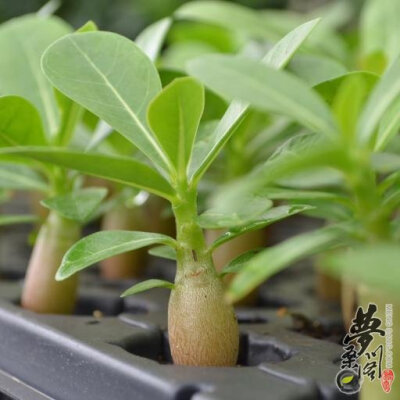 沙漠玫瑰 Adenium obesum