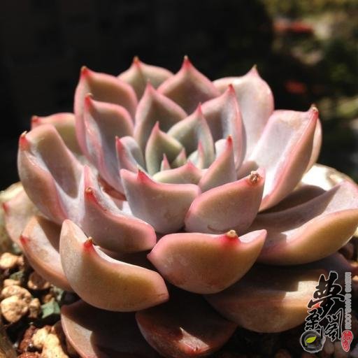 菲奥娜 Echeveria Fiona