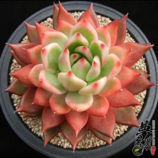 佛兰克 Echeveria agavoides Frank Reinelt