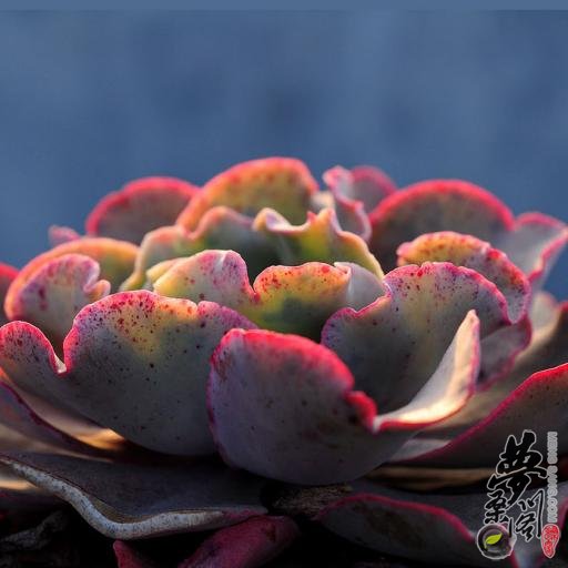 高砂之翁 Echeveria cv. Takasagono-okina