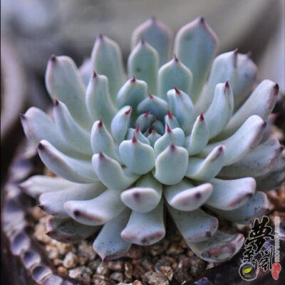 黑爪 Echeveria Mexensis 'Zaragosa'