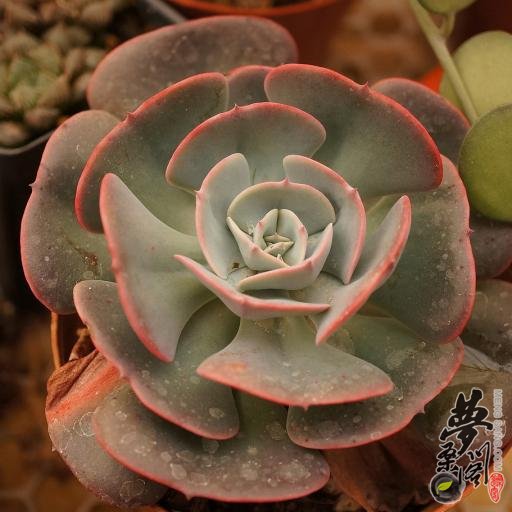 红粉台阁 Echeveria runyonii cv