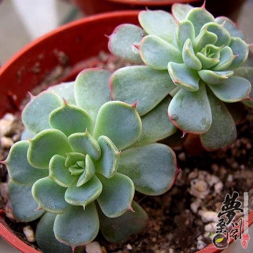 红颜 Echeveria secunda v Reglensis