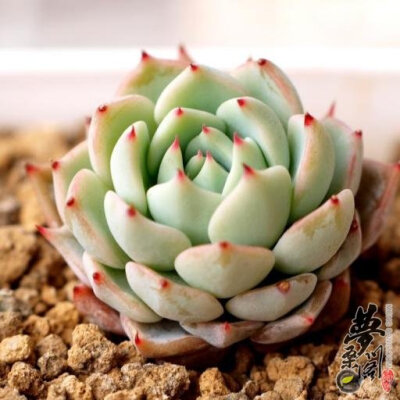 红爪 Echeveria mexensis 'ZALAGOSA'