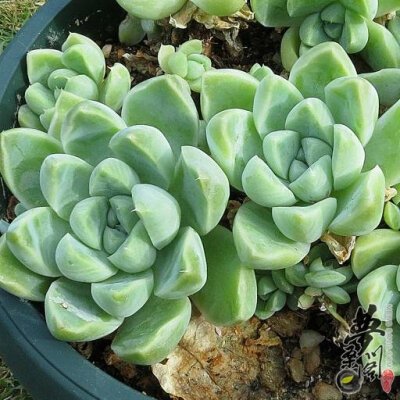 厚叶月影 Echeveria elegans 'Albicans'