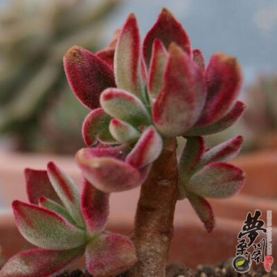 花司 Echeveria Harmsii