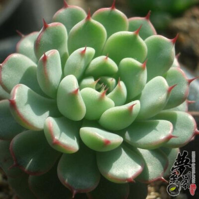 姬莲 Echeveria minima