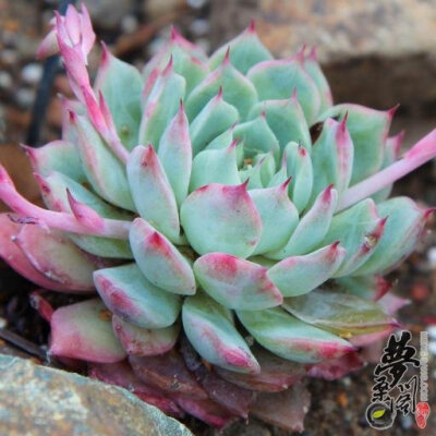 吉娃娃 Echeveria chihuahuaensis