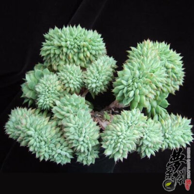 拉姆雷特缀化 Echeveria Ramillete crested form