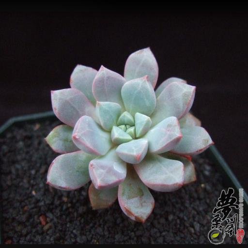 蓝宝石 Echeveria subcorymbosa