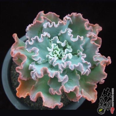 蓝狐 Echeveria 'Blue Curls'