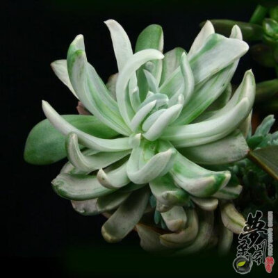 立田锦 Echeveria Pachyveria ‘Albocarinata’