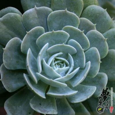 鲁氏石莲花 Echeveria runyonii