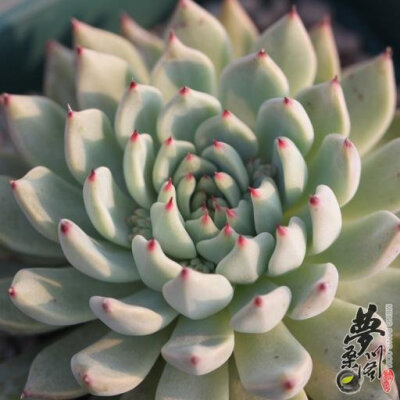 绿爪 Echeveria cuspidata var. zaragozae