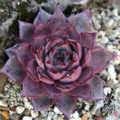 罗密欧 Echeveria agavoides 'Romeo'