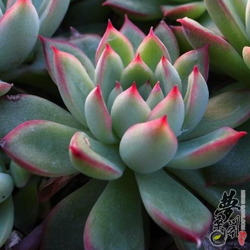 女雏 Echeveria cv. Mebina