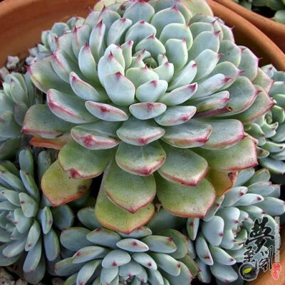 若桃 Echeveria blue minima