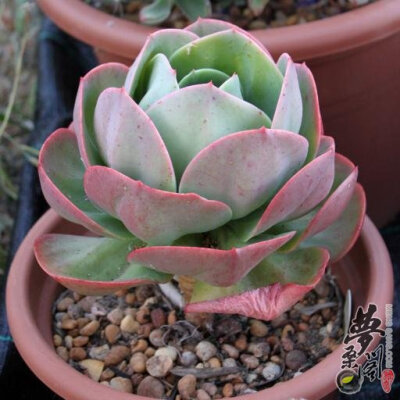 石莲属 Echeveria Mandala