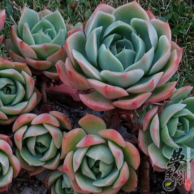 索菲亚 Echeveria Sofia