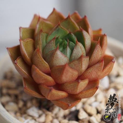 小和锦 Echeveria 'YAMATOMINI'