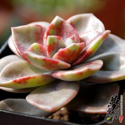 旭鹤（Echeveria atropurpurea）