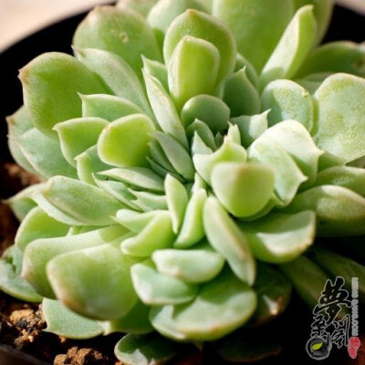 伊利亚 Echeveria 'Iria'