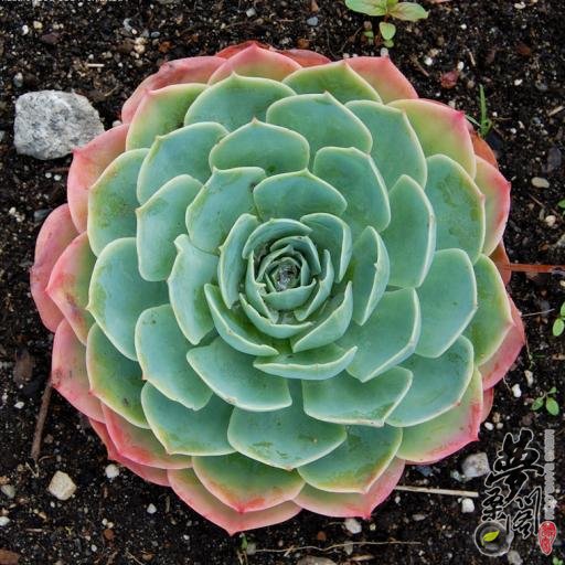 玉蝶 Echeveria secunda var.glauca