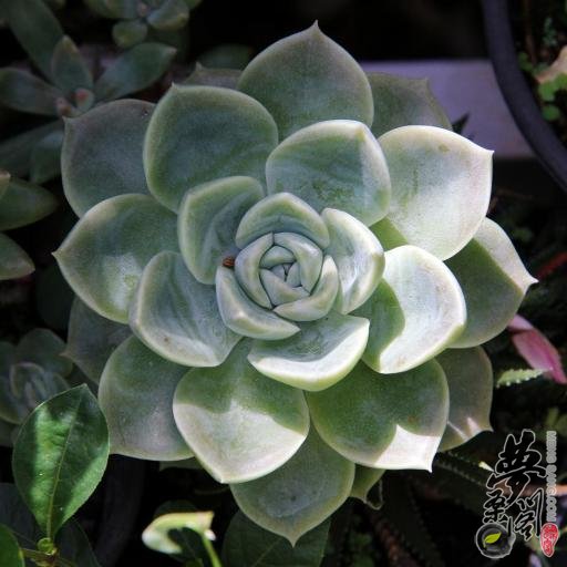 月影 Echeveria elegans